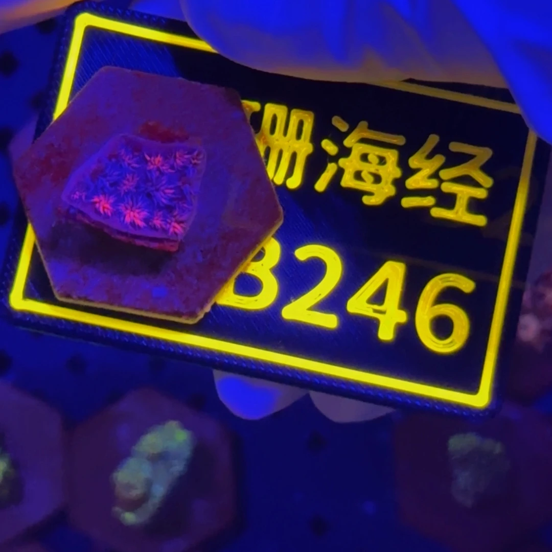 纽扣珊瑚荔*晓晓不包邮澳彩切件B246