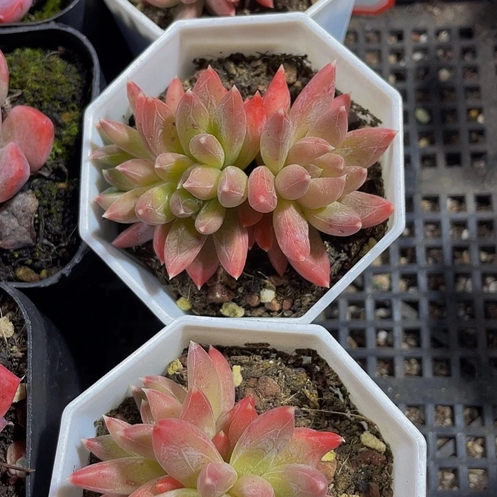 糖抓群带盆土发货