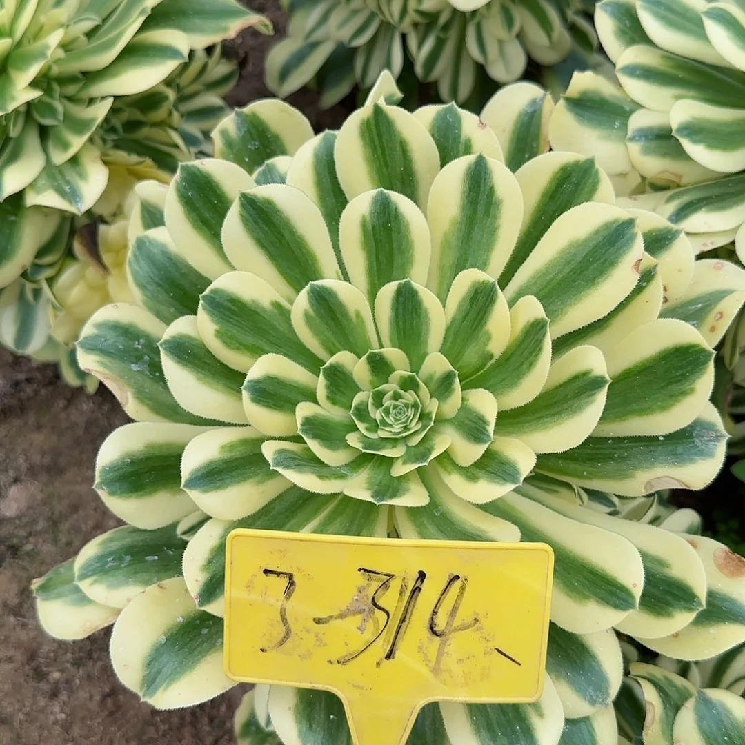 糖*?3-314---寄养秋天的