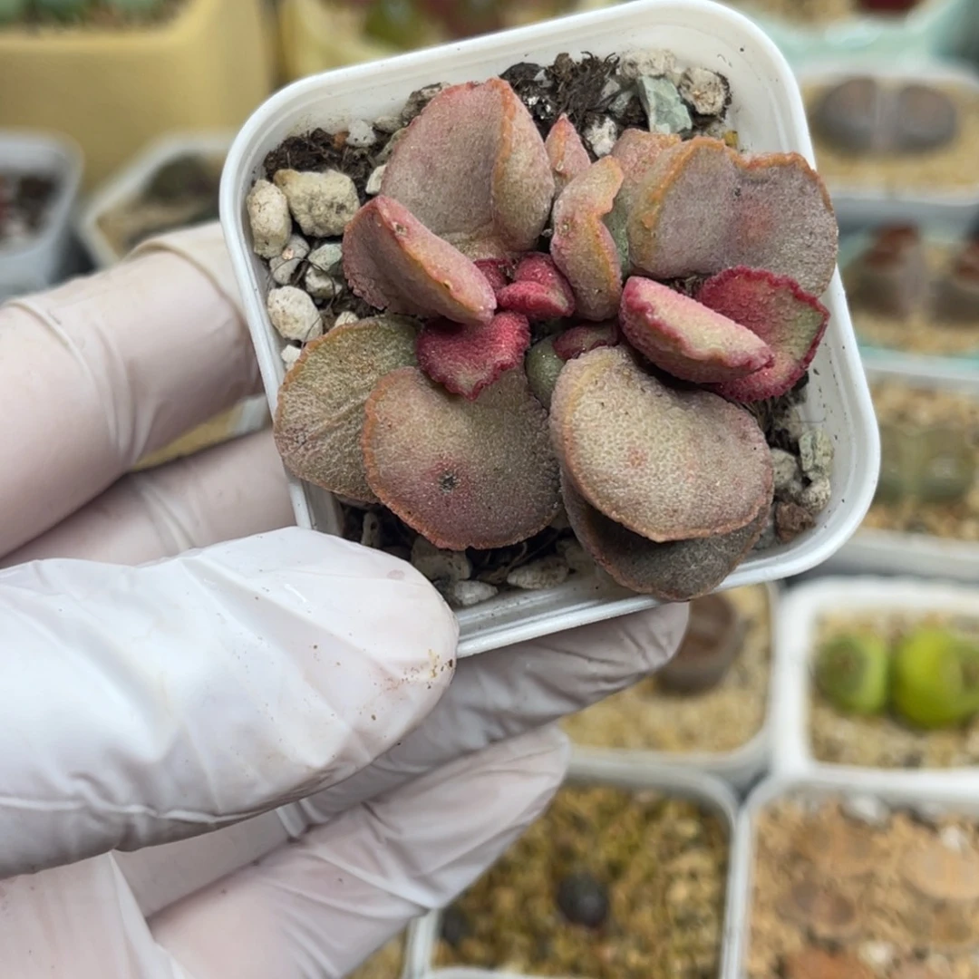 多肉植物一物一拍132