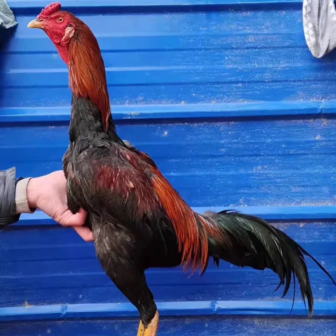 直播间选改链接改价顺丰包邮斗鸡