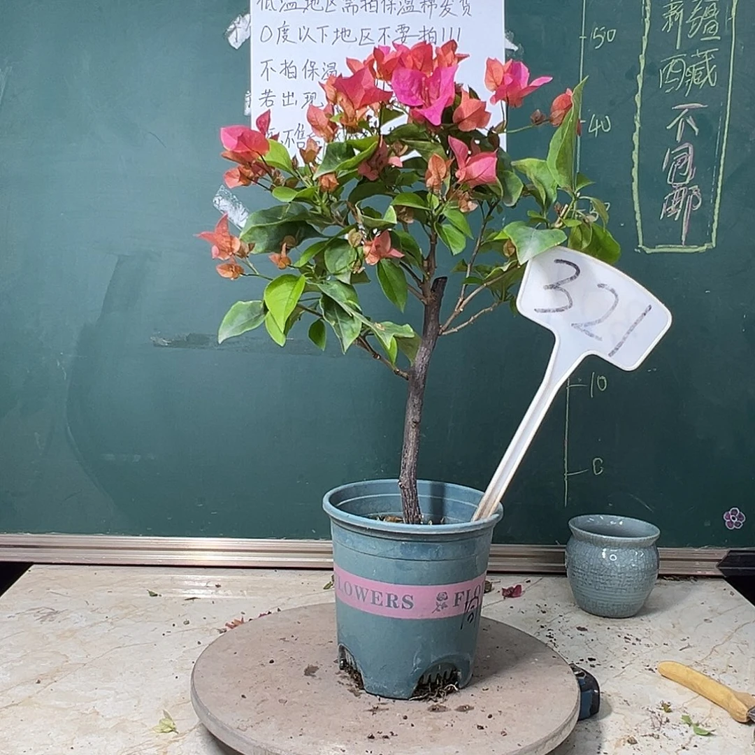 完全开放同安红321