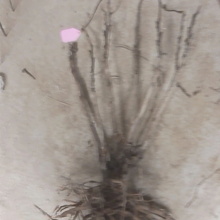 雪山青松，娃娃面