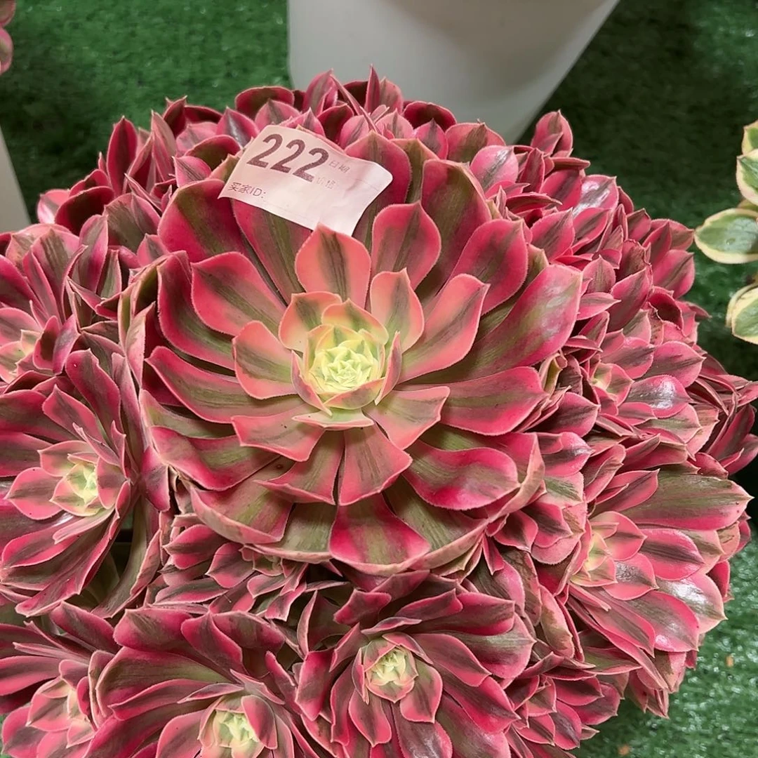 222女妖的植物法师