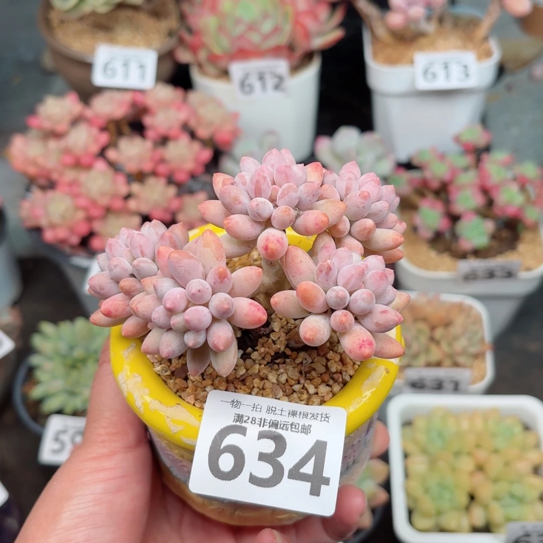 婴儿手指无盆土发货