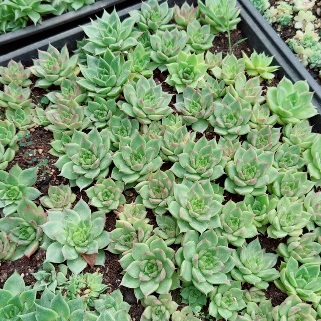 海胆珍妮十棵量拍30-18