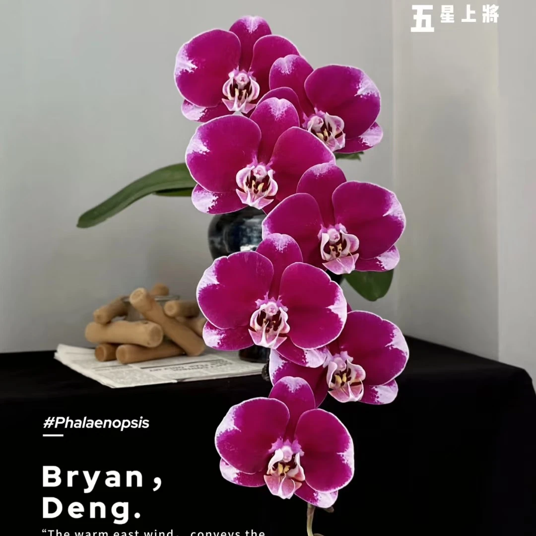 【五星上将】3.5寸加高杯 年宵花必入 花苞珠已造型