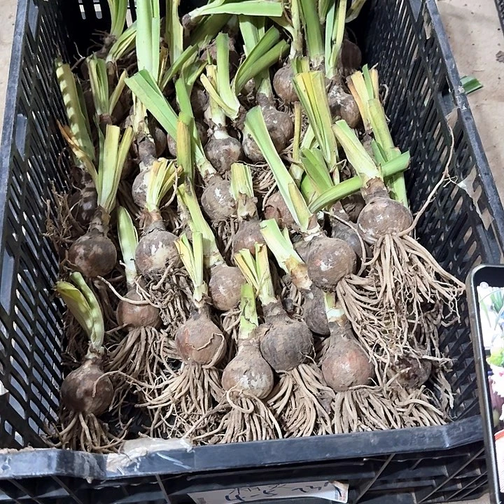 期***待精灵4厘米一颗自然球