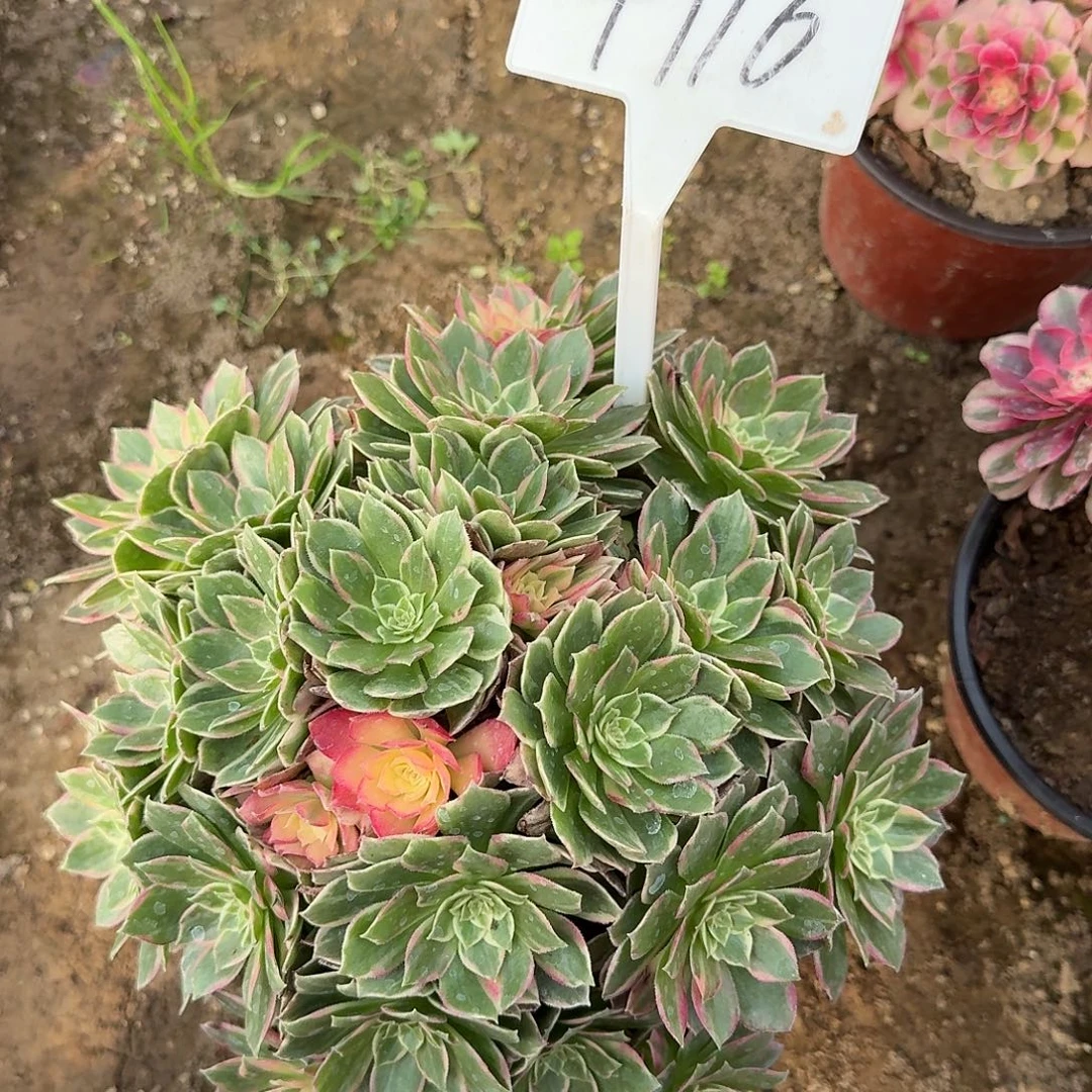 4116万花筒多肉法师多肉法师