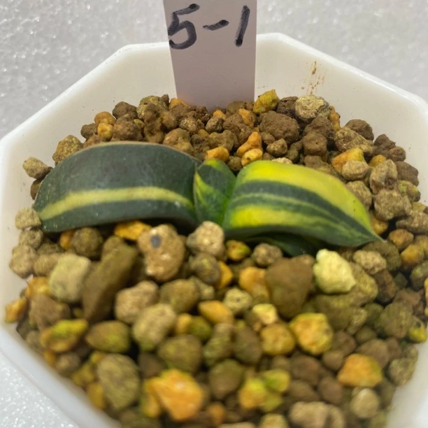 十二卷多肉精品盆栽