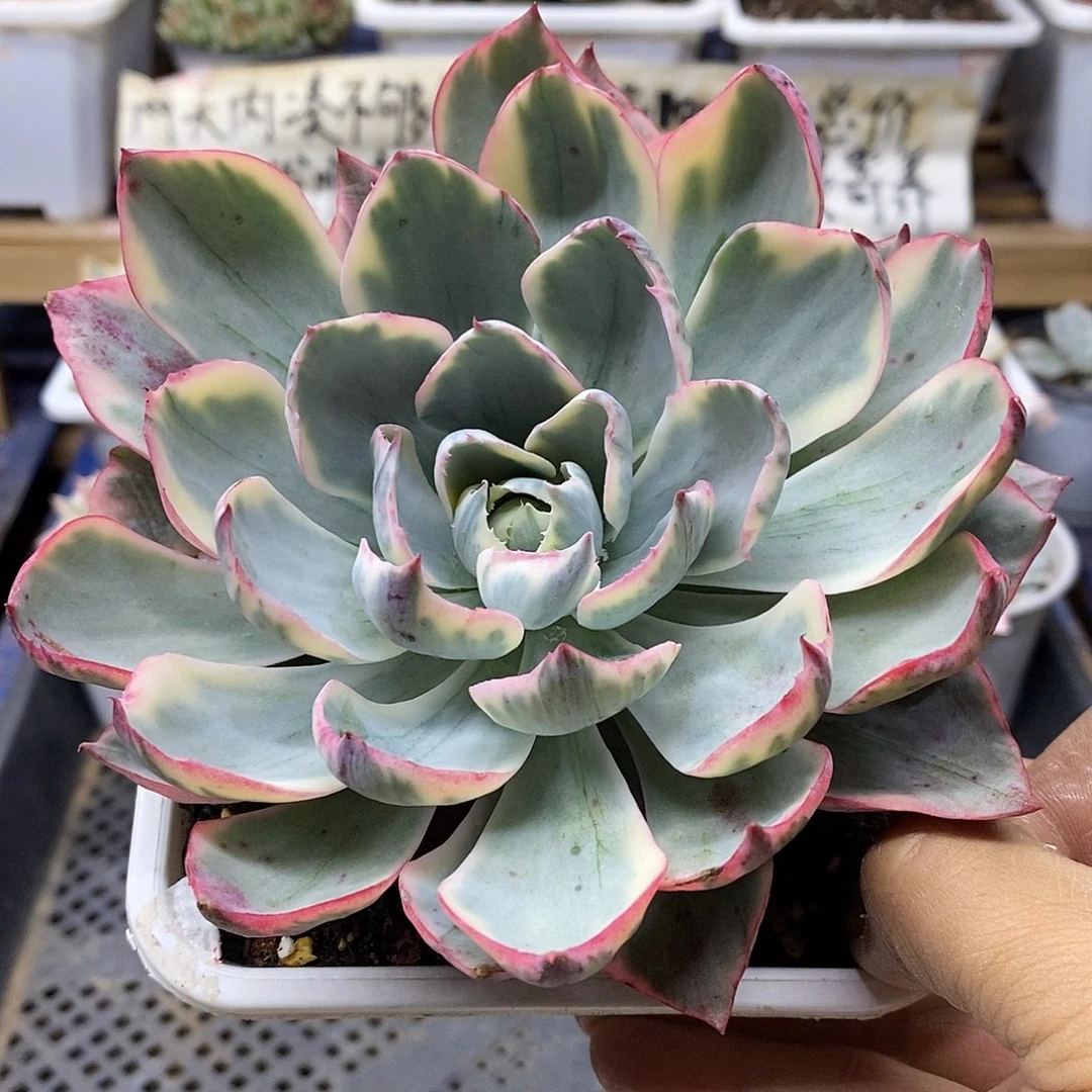 30129 大阿美星覆轮锦