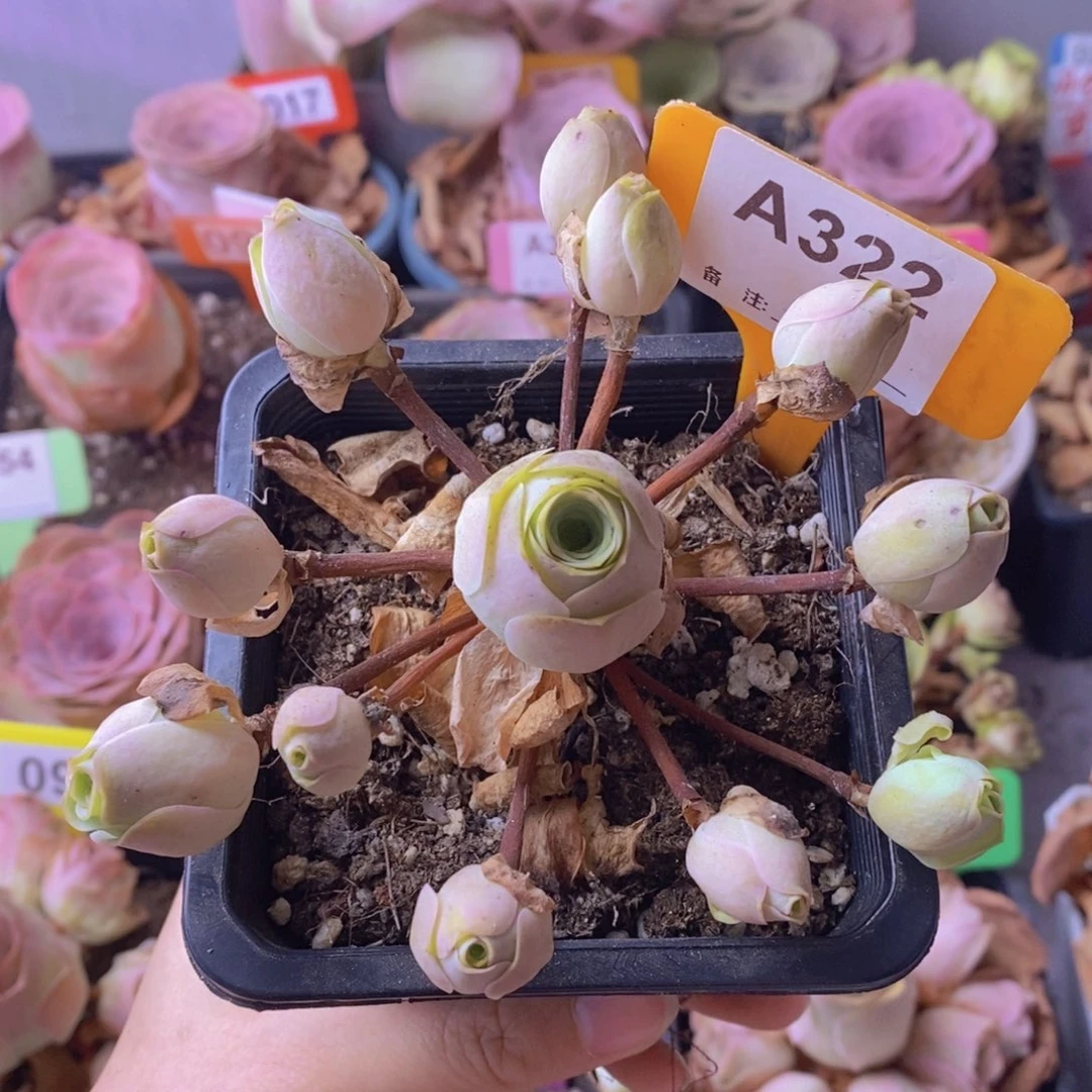 飘枝玫瑰一物一拍A322 断崽不售后！