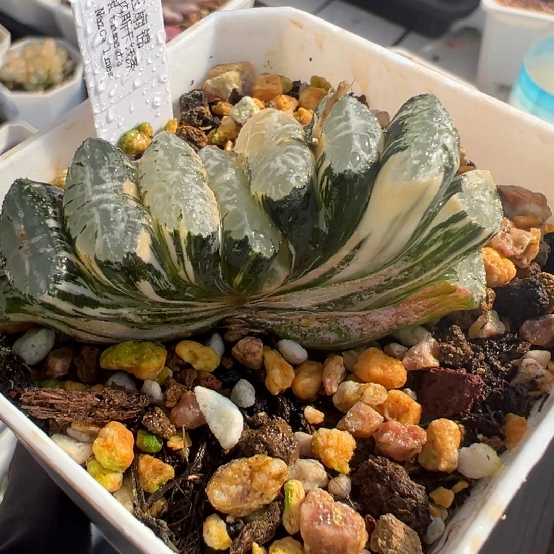 纳斯卡线条锦，玉扇锦