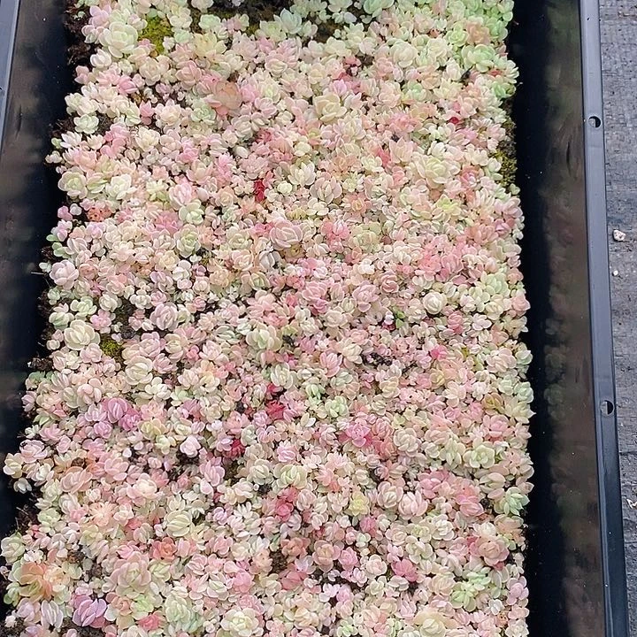 151 多肉植物盆栽花卉