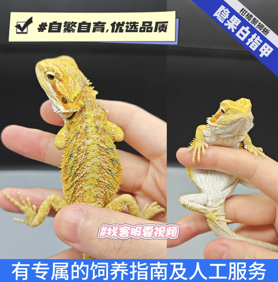 柑橘鬃狮蜥活体宠物适合新手的懒人爬宠