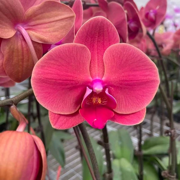 【金苹果】精品蝴蝶兰花室内阳台办公室高端花卉绿植盆栽年宵花