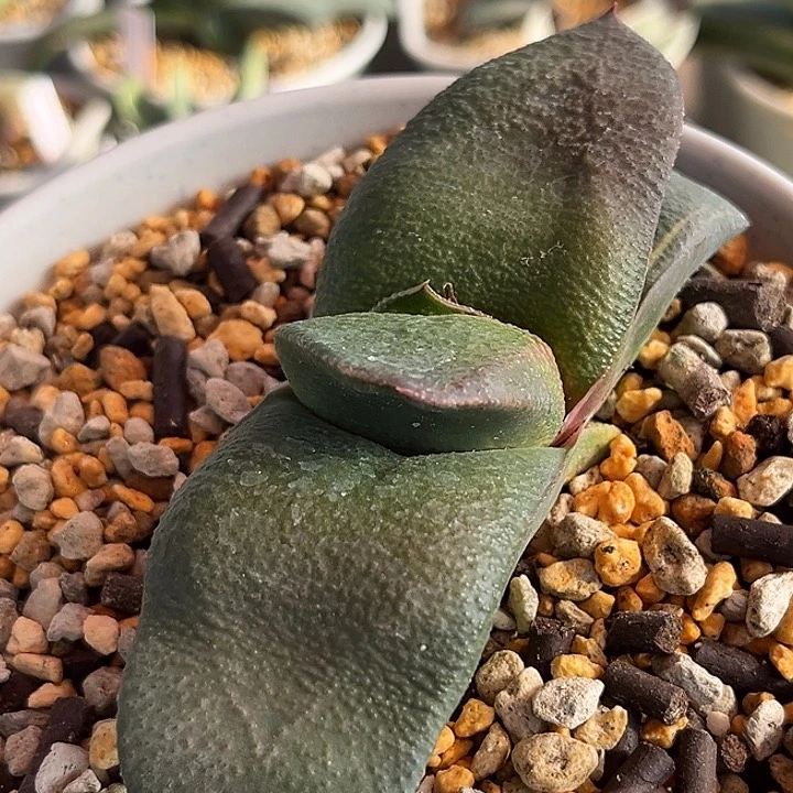 天****6脱土发货11111111111