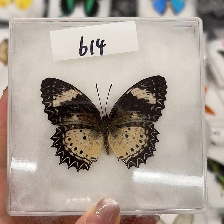 俊***主614号白带剧蛱蝶压棉