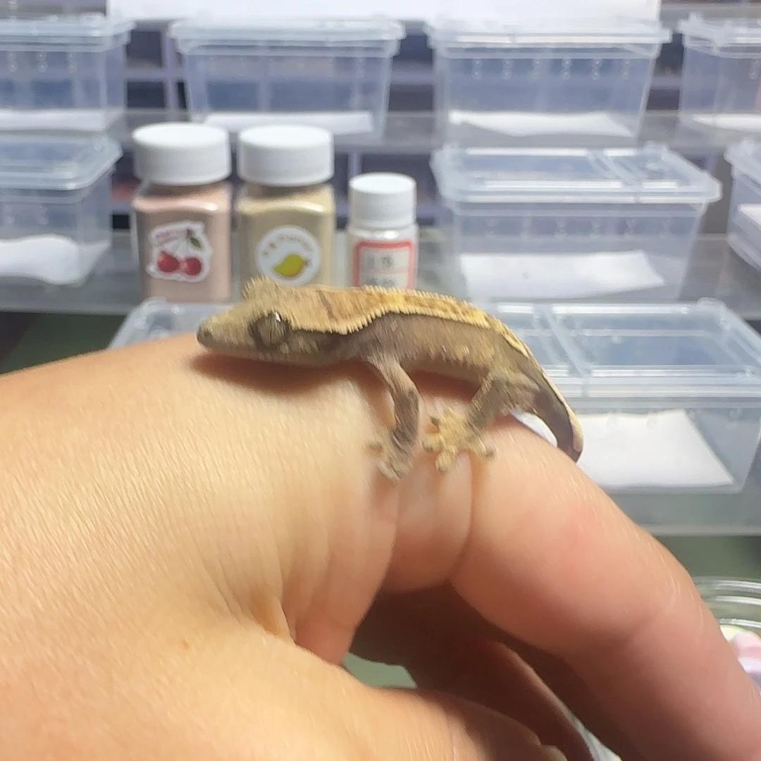 睫角守宫睫角守宫大幼