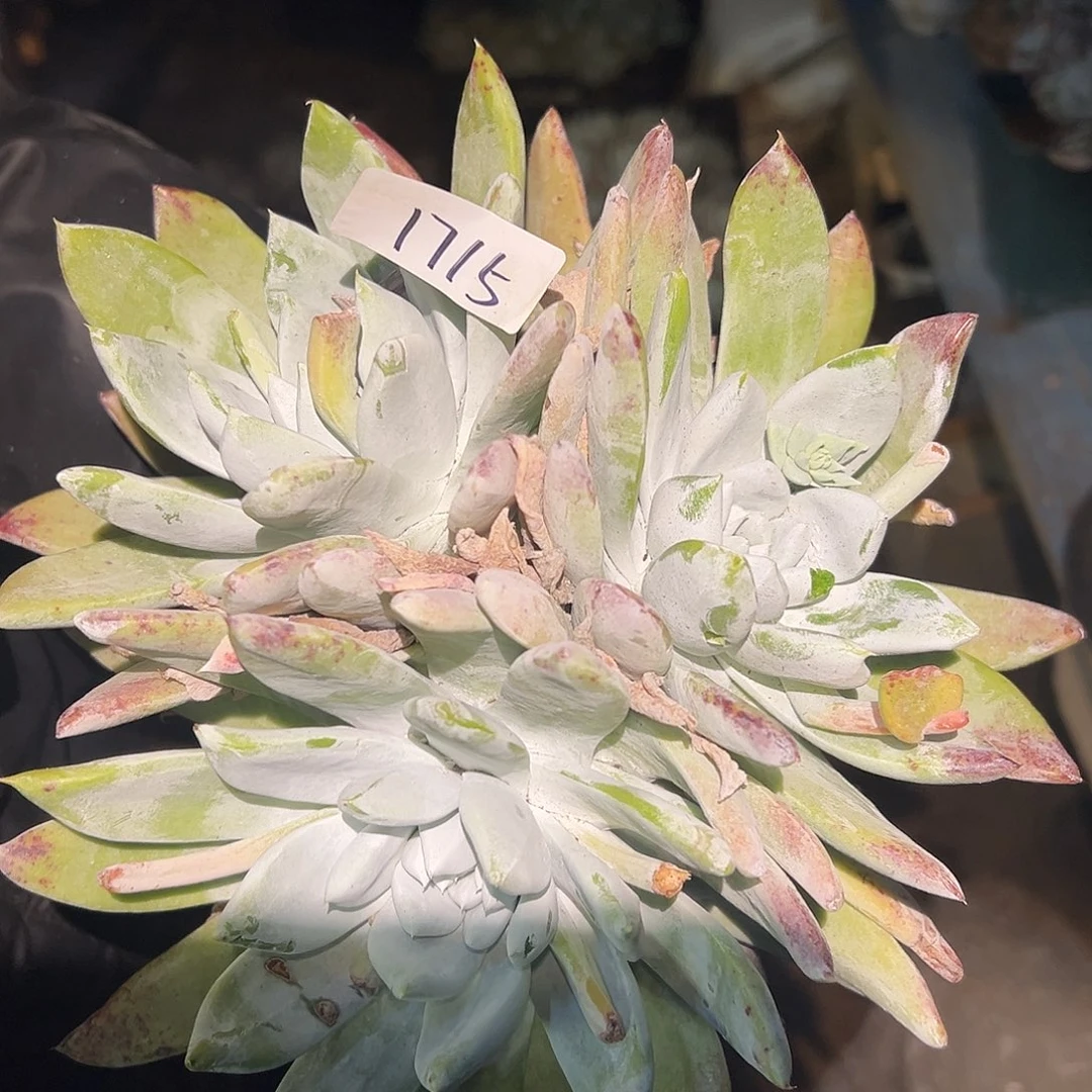 永****、赛琳娜仙女杯多肉。