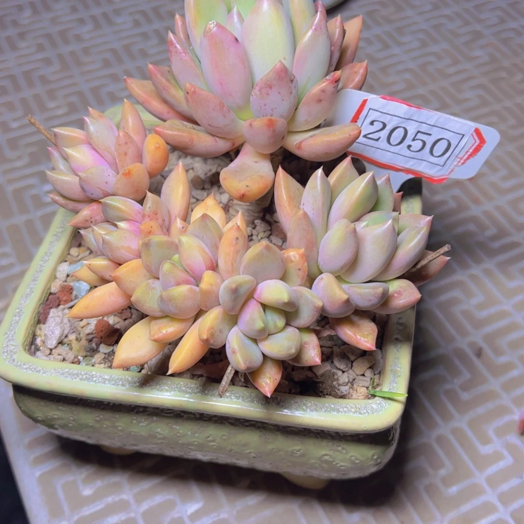 象牙2050多肉植物