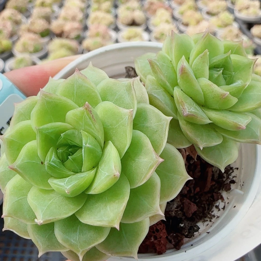 花语逸镜0605-108