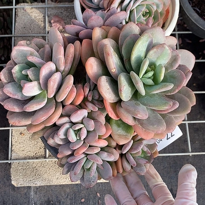 小七夕多肉昼夜星河22