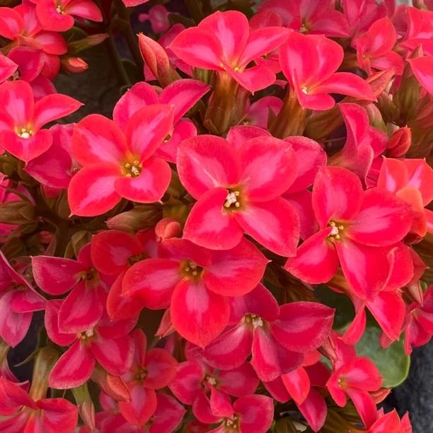 长寿花园～【美丽心情】1.5加仑盆超大颗型