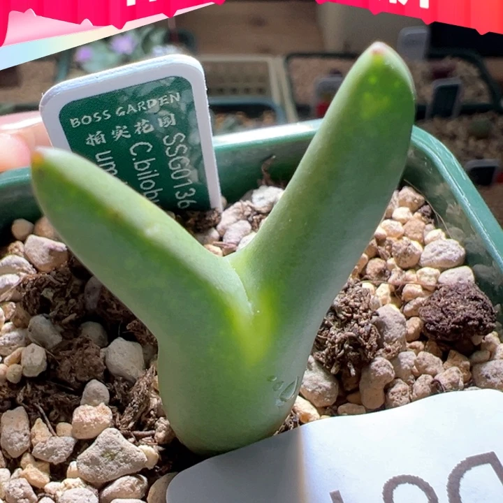 w81。优选母本拆头ssg0136皮卡丘 88折后价