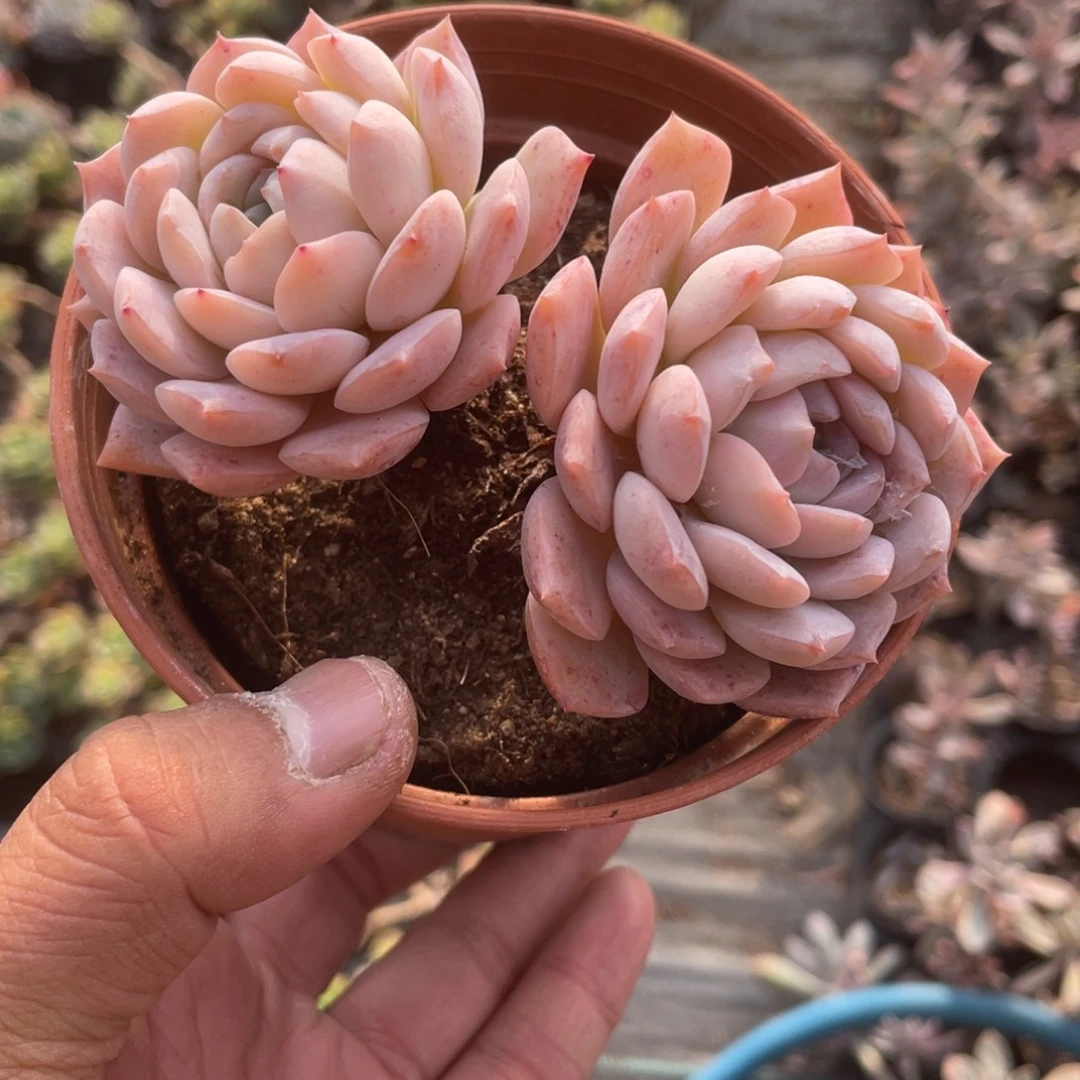 0914  恩宠  六月六