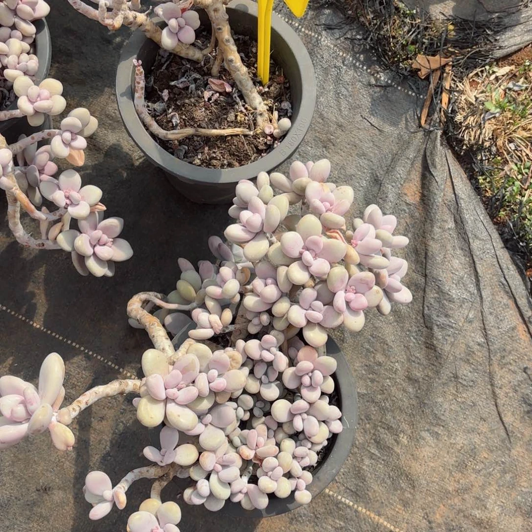 琴*桃蛋福利19-17。