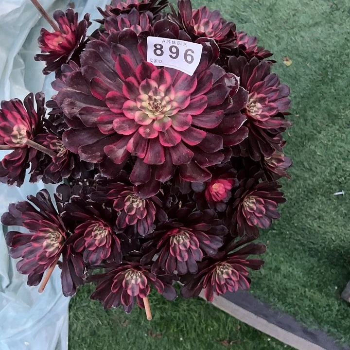 柒****由896女儿红多肉植物