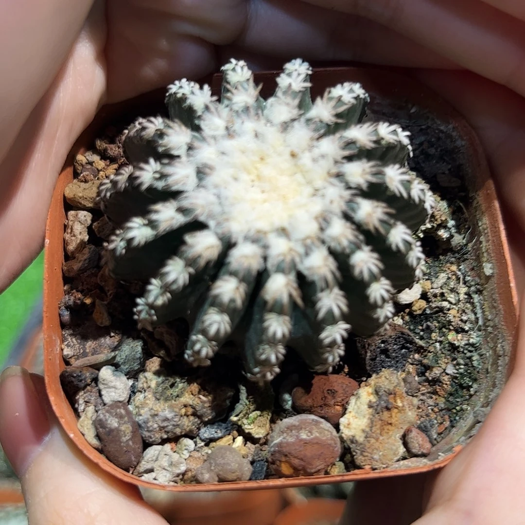 4.8cm实生控养奇特球带盆