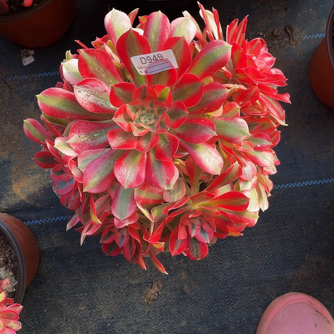 完全开放多肉植物949粉红女郎