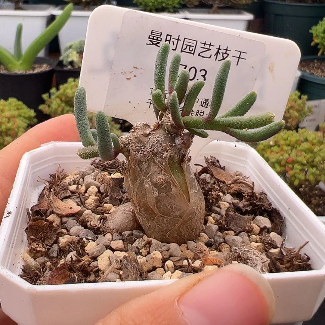 703号淡清霜12.23多肉