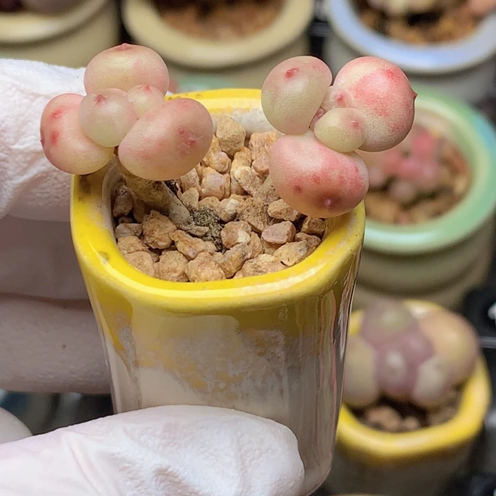 042 萤火虫 柚子 木质