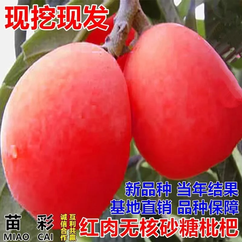 无籽苗红肉无核砂糖枇杷苗新品枇杷树苗南北方种植抗旱耐寒果树苗