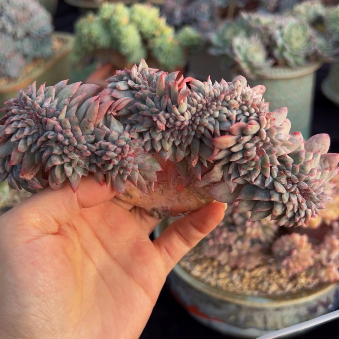 新年快乐 新年快乐