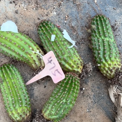 金妞奈何随机一颗475