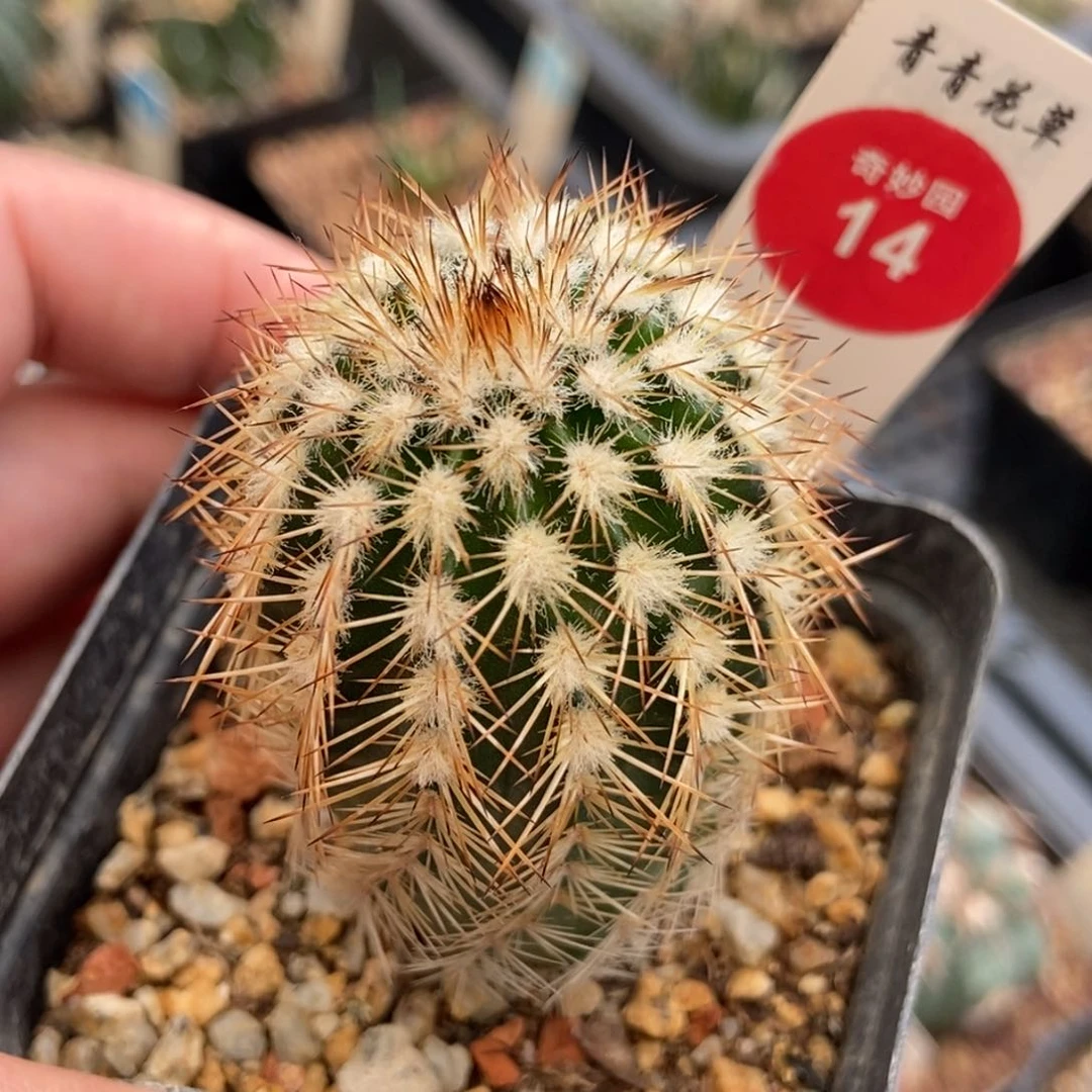 实生虾3.6cm一棵仙人球