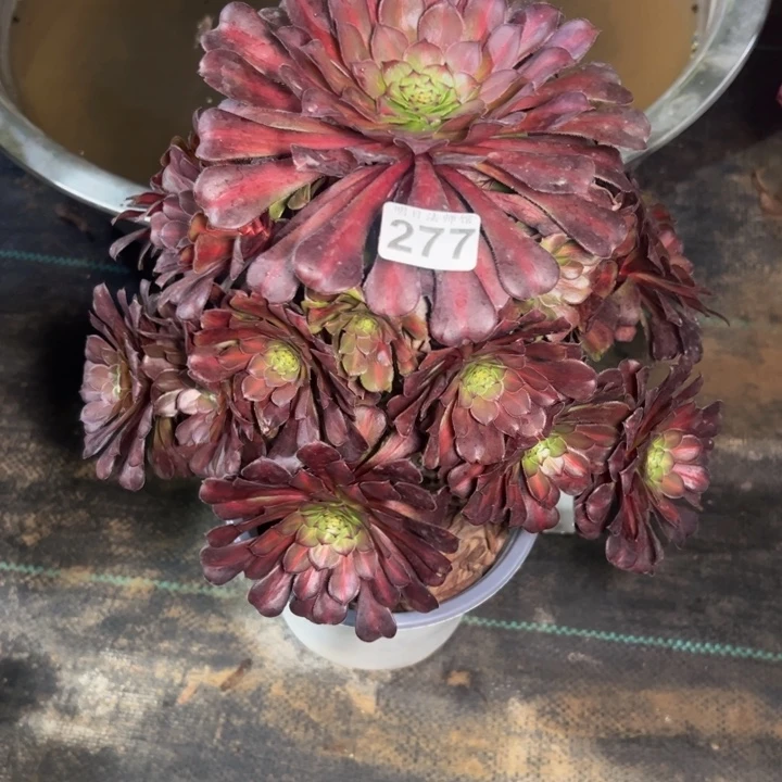 安琪拉277多肉法师一物一拍