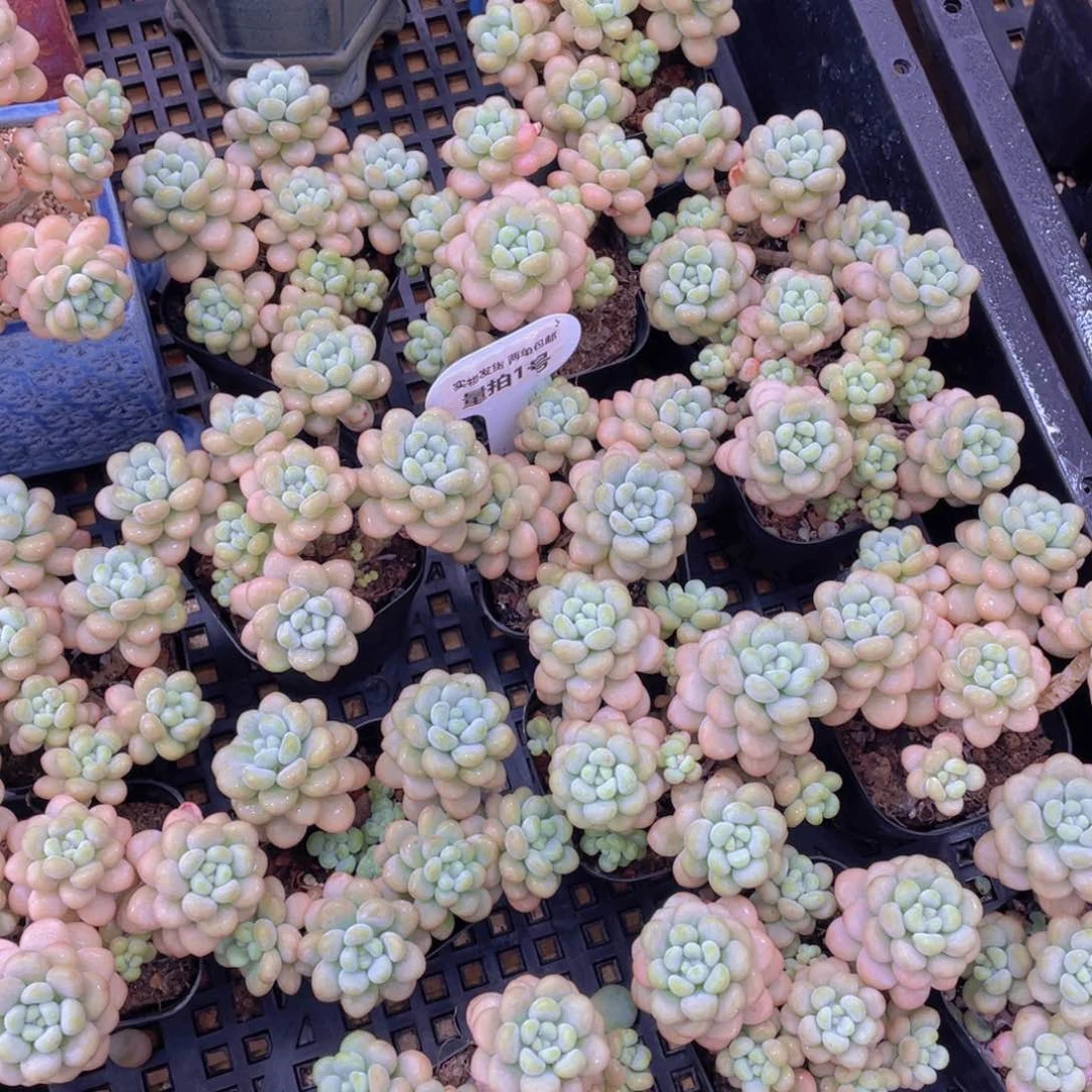 量拍1号 洛可可高腿群生6头起一个