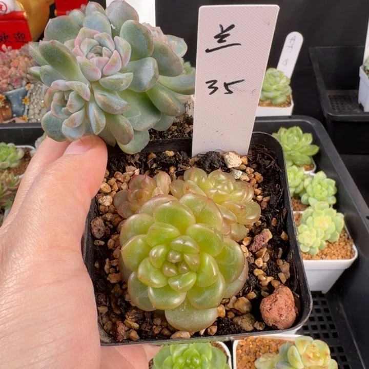兰***兰一颗长乐珍妮发货
