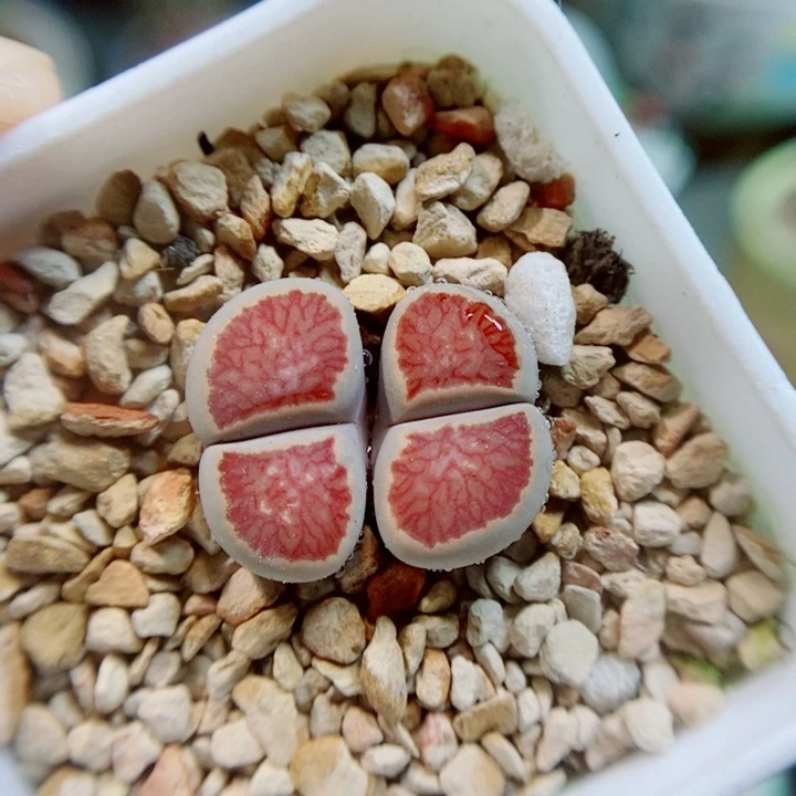 生石花花花花花花花花346