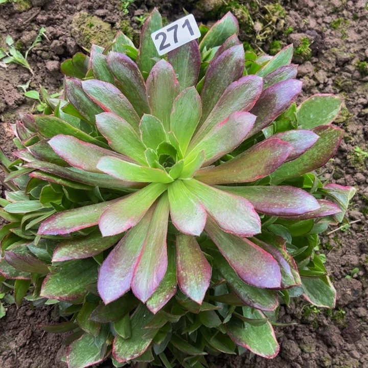 271女妖多肉植物