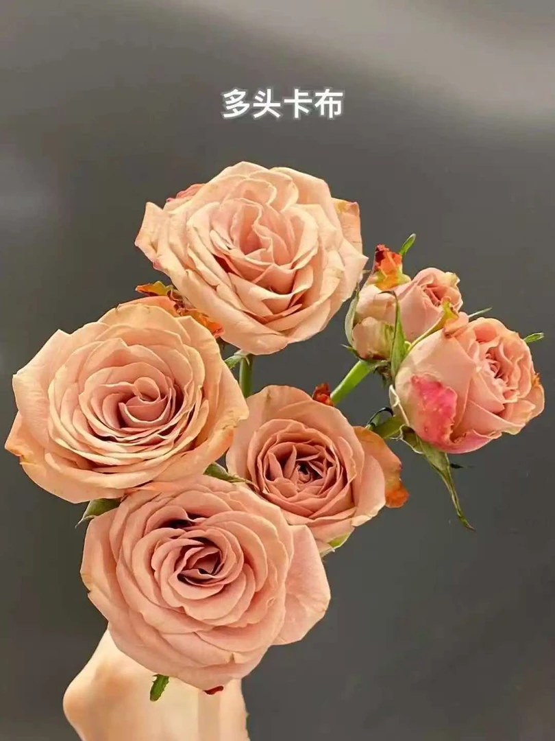 多头泡泡小玫瑰—卡布多头，云南昆明基地直发成品花水养花