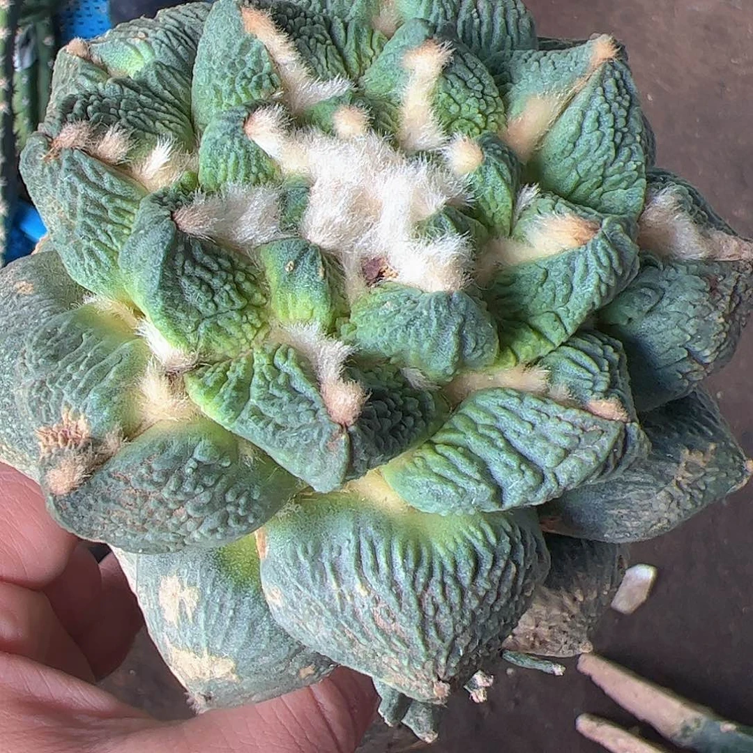 无花朵福利龟甲牡丹229