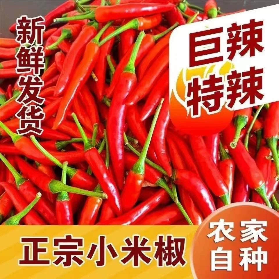 新鲜现摘四川特辣小米辣椒可泡椒剁椒的蔬菜辣