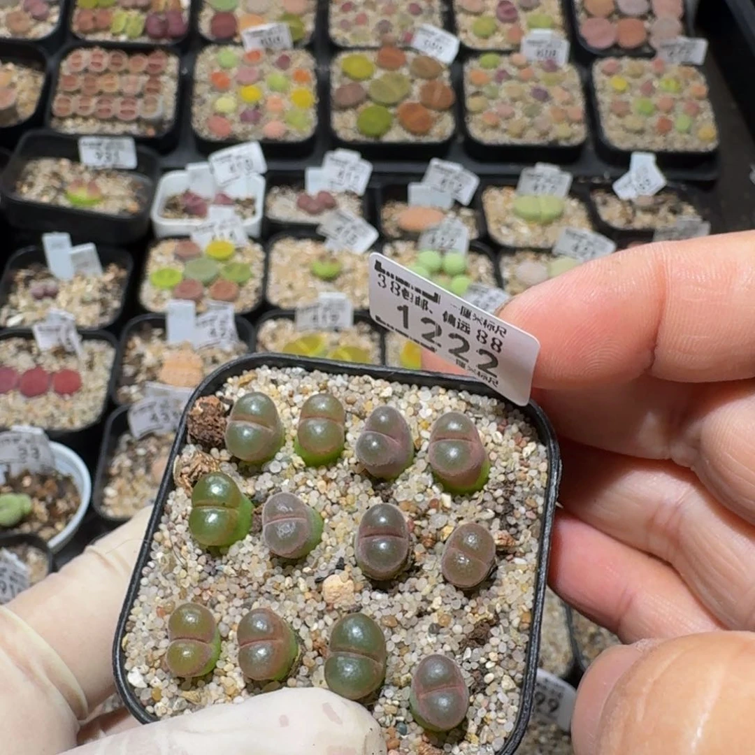 j***aZzzz生石花肉锥1222