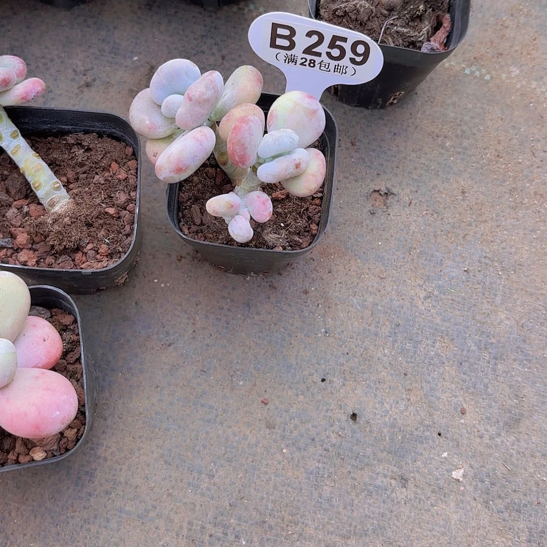 B259油煎丸子一物一拍多肉